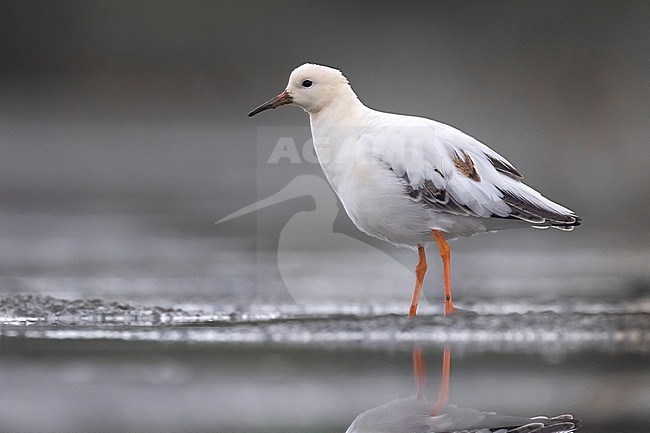 Leucistic Ruff, Philomachus pugnax, during migration in Italy. stock-image by Agami/Daniele Occhiato,