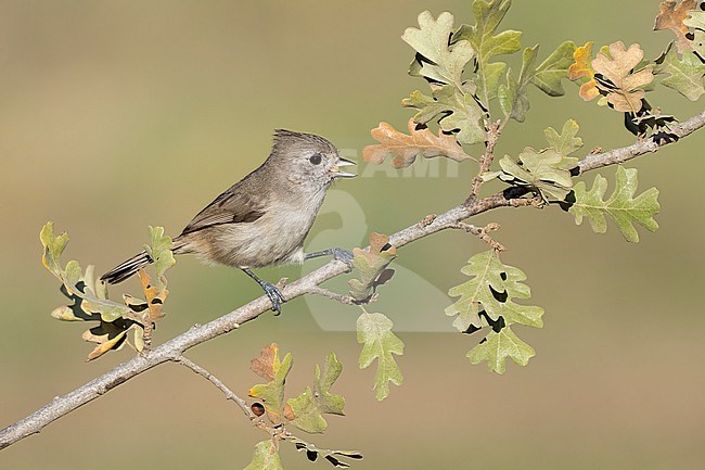 Adult
Santa Barbara Co., CA
November 2021 stock-image by Agami/Brian E Small,