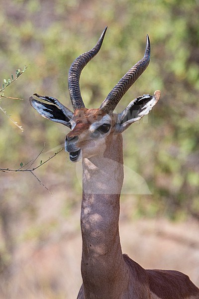 A gerenuk, Litocranius walleri, Samburu National Reserve, Kenya. Kenya. stock-image by Agami/Sergio Pitamitz,