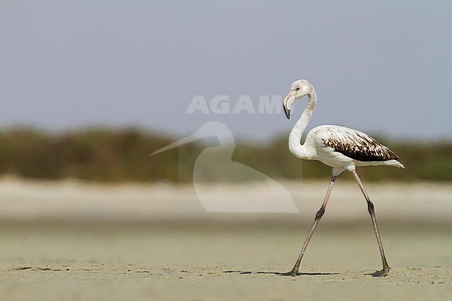 Greater Flamingo - Rosaflamingo - Phoenicopterus roseus, Oman, 1st cy stock-image by Agami/Ralph Martin,