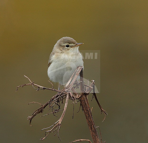 Eerstejaars Kleine Spotvogel; First-year Booted Warbler (Acrocephalus caligata) stock-image by Agami/Hugh Harrop,