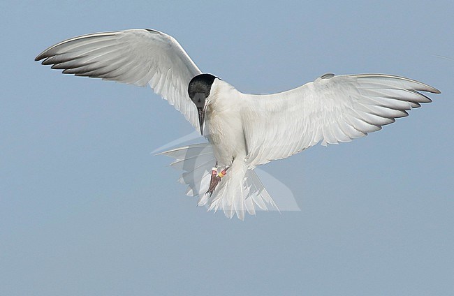Gull-billed Tern, Gelochelidon nilotica hunting, in flight, seen from under, showing underwings. stock-image by Agami/Fred Visscher,
