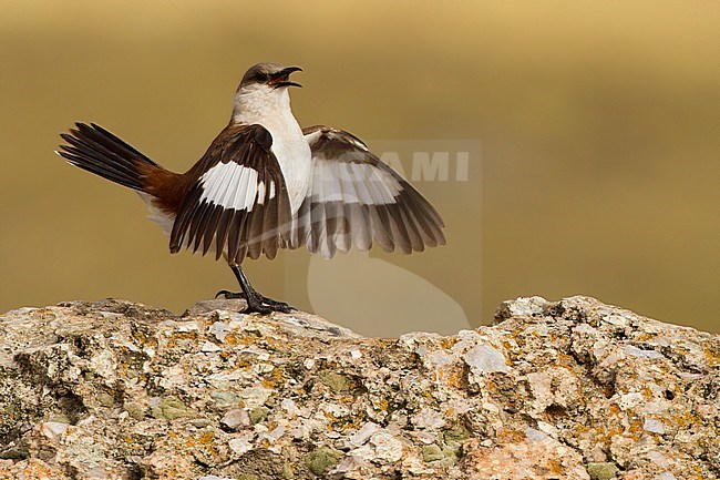 Birds of Peru, displaying White-bellied Cinclodes stock-image by Agami/Dubi Shapiro,