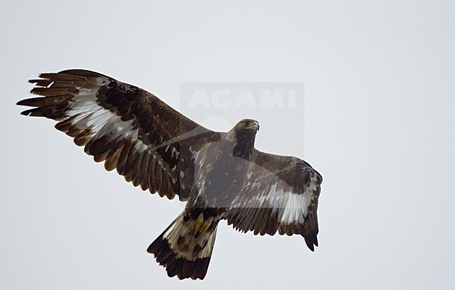 Steenarend in vlucht, Golden Eagle in flight stock-image by Agami/Markus Varesvuo,
