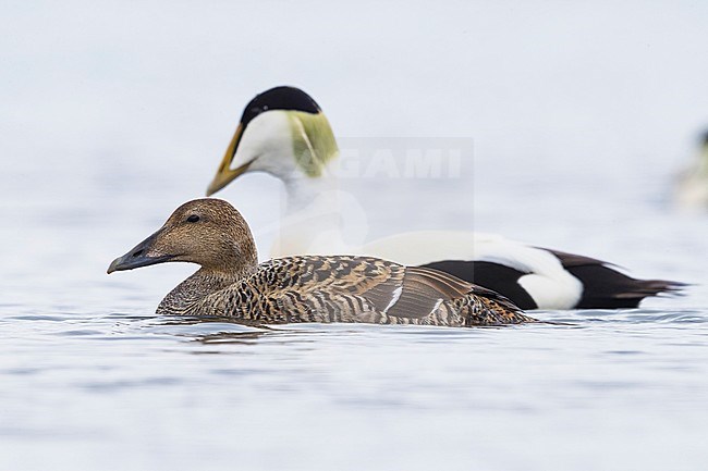 Common Eider (Somateria mollissima), pair swimming in the water stock-image by Agami/Saverio Gatto,