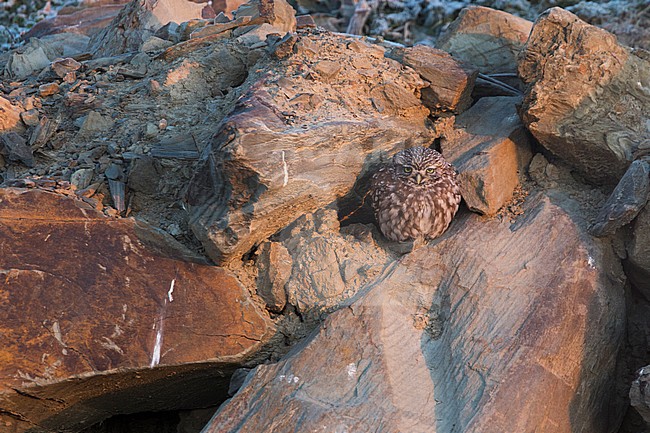 Little Owl - Steinkauz - Athene noctua vidalii, Spain, adult, female stock-image by Agami/Ralph Martin,