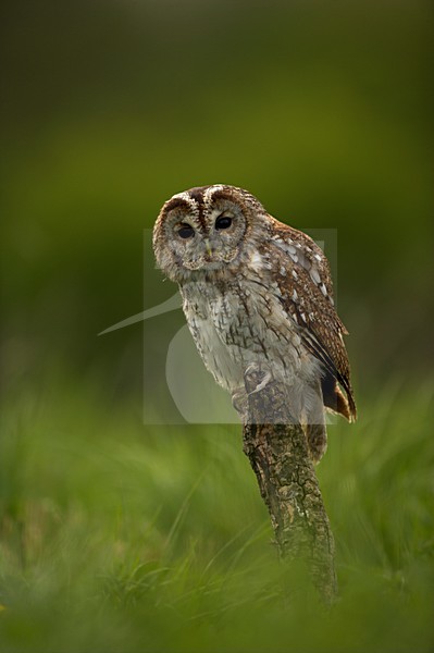 Bosuil, Tawny Owl stock-image by Agami/Danny Green,