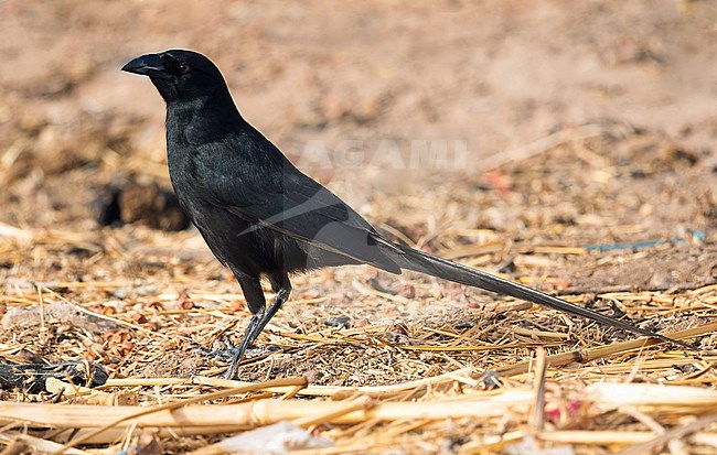 Adult Piapiac (Ptilostomus afer) stock-image by Agami/Eduard Sangster,