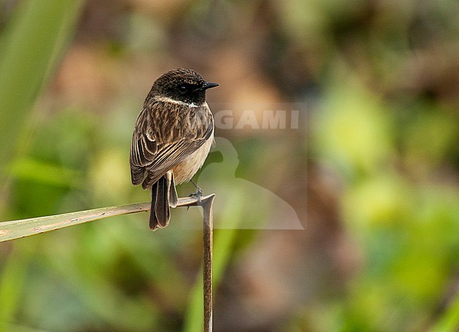 Male White-tailed Stonechat (Saxicola leucurus) in winter plumage wintering Asia. Perched on reed. stock-image by Agami/Marc Guyt,