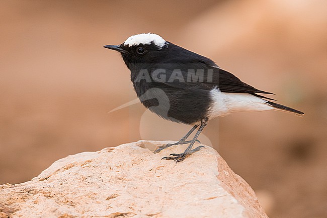 White-crowned Wheatear (Oenanthe leucopyga), side view of an adult standing on a rock in Morocco stock-image by Agami/Saverio Gatto,