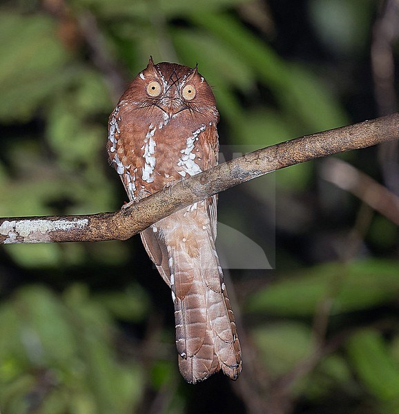 Starry Owlet-nightjar (Aegotheles tatei) in Papua New Guinea. stock-image by Agami/Pete Morris,
