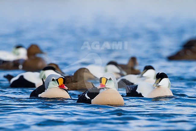 King Eider, Koningseider, Somateria spectabilis, Norway, adult male with Common Eider stock-image by Agami/Ralph Martin,