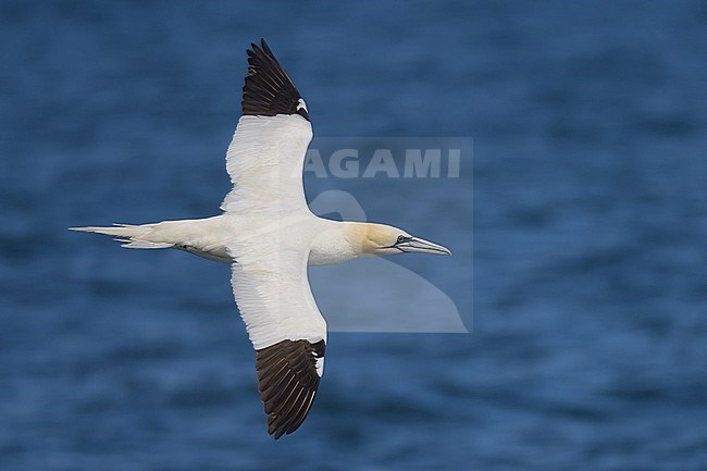 Northern gannet (Morus Bassanus) flying, with the sea as background. stock-image by Agami/Sylvain Reyt,