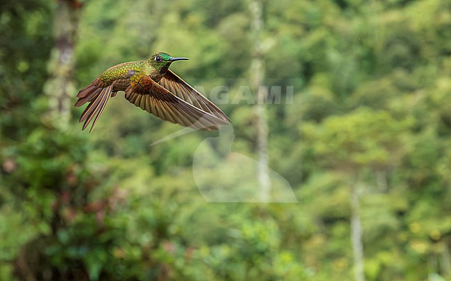 Fawn-breasted Brilliant (Heliodoxa rubinoides) in flight, wide angle in Andean landscape stock-image by Agami/Lennart Verheuvel,