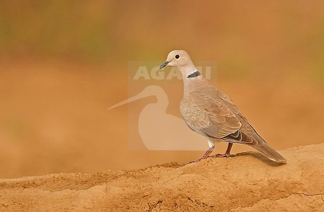 African Collared-Dove, Streptopelia roseogrisea, in Saudi Arabia. stock-image by Agami/Eduard Sangster,