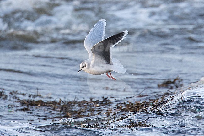 Dwergmeeuw, Little Gull, Hydrocoloeus minutus stock-image by Agami/Hugh Harrop,