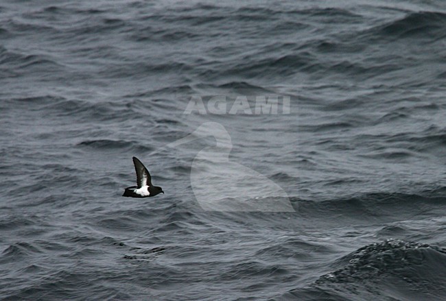 Black-bellied Storm-petrel flying over the ocean stock-image by Agami/Marc Guyt,