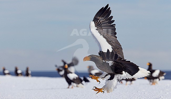 Volwassen Stellers zeearend in vlucht, Adult Stellers Sea-eagle in flight stock-image by Agami/Markus Varesvuo,