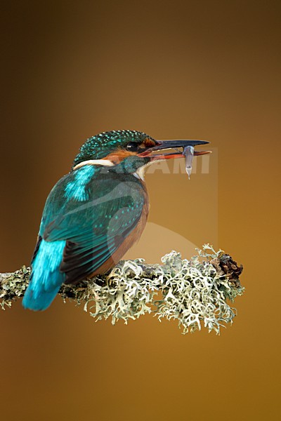 IJsvogel zittend op tak met visje, Common Kingfisher perched on a branch with small fish stock-image by Agami/Danny Green,