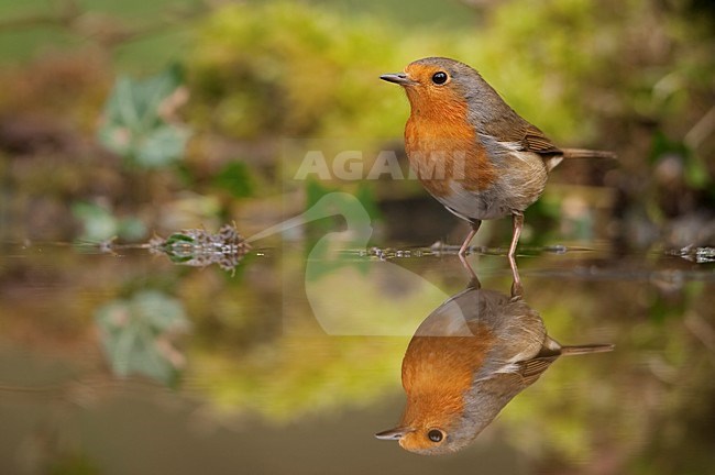 Roodborst zittend bij water met spiegelbeeld; European Robin perched with reflection in water stock-image by Agami/Han Bouwmeester,