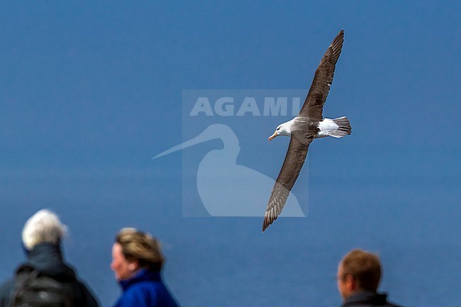 Famous returning adult Black-browed Albatross on Heligoland, Germany. stock-image by Agami/Vincent Legrand,