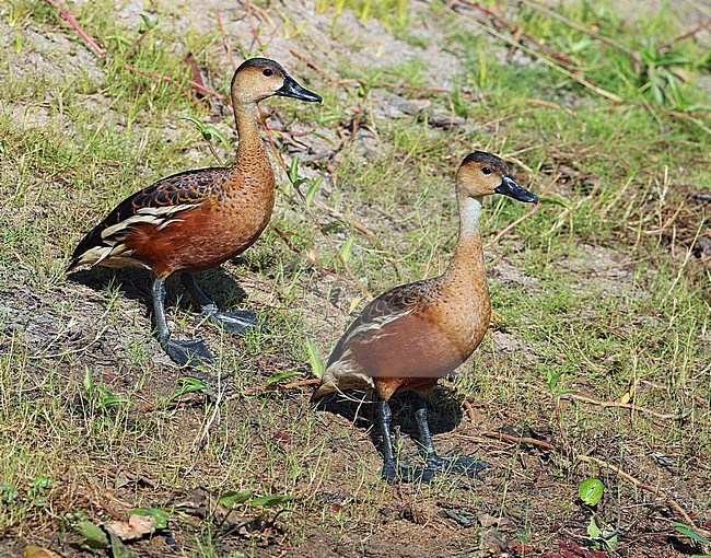 Wandering Whistling Duck, Dendrocygna arcuata, at Tyto wetland - Ingham - Queensland - Australia. stock-image by Agami/Aurélien Audevard,