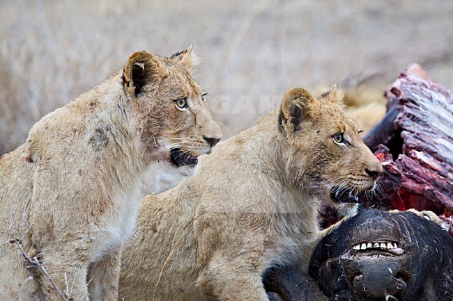 Jonge Afrikaanse Leeuw; Young African Lion stock-image by Agami/Marc Guyt,
