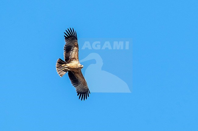 Fresh juvenile Spanish Imperial Eagle flying over Sierra Morena, Spain. February 2010. stock-image by Agami/Vincent Legrand,