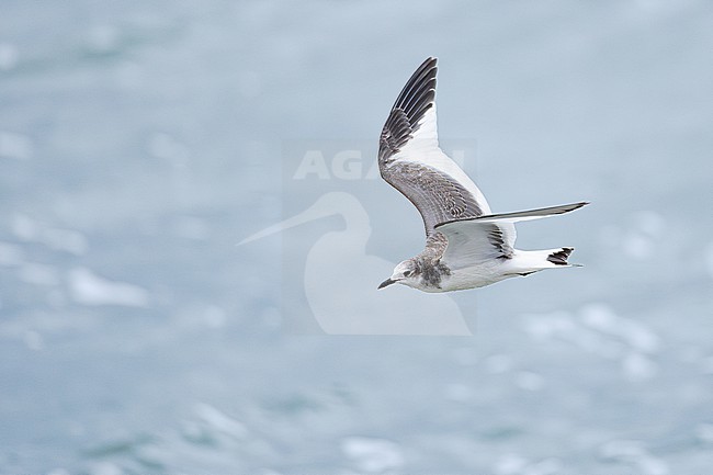  stock-image by Agami/Menno van Duijn,