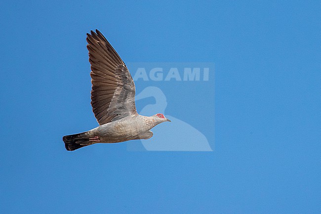 Adult Speckled Pigeon (Columba guinea) seen from below in flight near Mogadishu, Somalia. stock-image by Agami/David Monticelli,