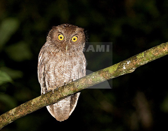 Vermiculated Screech Owl (Megascops guatemalae vermiculatus) in Costa Rica. stock-image by Agami/Pete Morris,