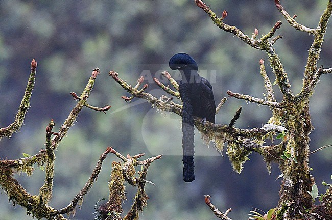 Adult male Long-wattled Umbrellabird (Cephalopterus penduliger) perched in a tree at its lek on the west andean slope of Ecuador. stock-image by Agami/Laurens Steijn,