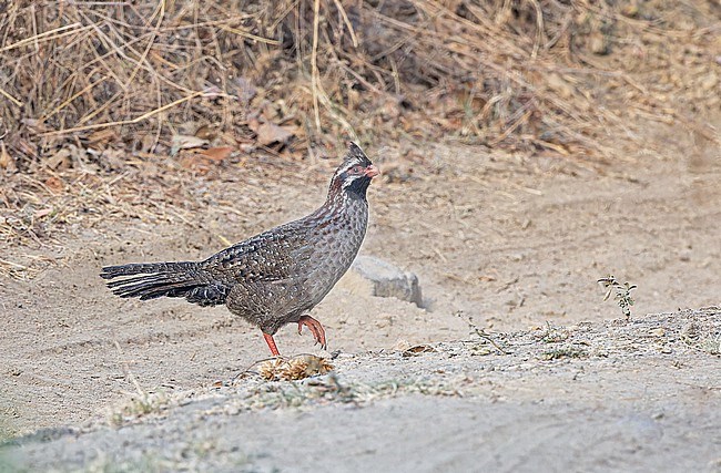 Long-tailed Wood-Partridge (Dendrortyx macroura) in Western Mexico. Crossing the road. stock-image by Agami/Pete Morris,