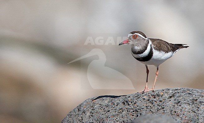 Three-banded Plover (Charadrius tricollaris tricollaris) in Ethiopia stock-image by Agami/Ian Davies,