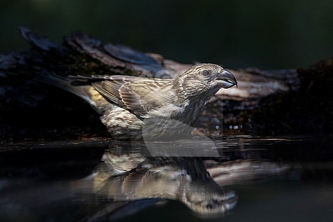 Common Crossbill (Loxia curvirostra) in pine forest in pre-Pyrenees in Spain. Drinking from a freshwater pool. stock-image by Agami/Marc Guyt,