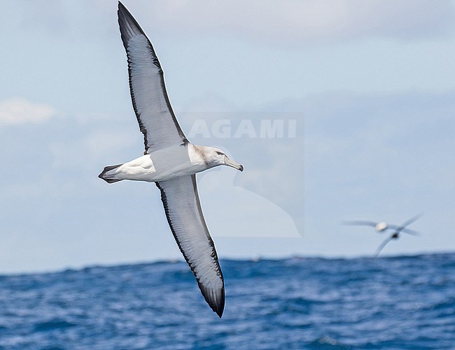 Shy albatross (Thalassarche cauta)  at sea off South Africa. stock-image by Agami/Pete Morris,