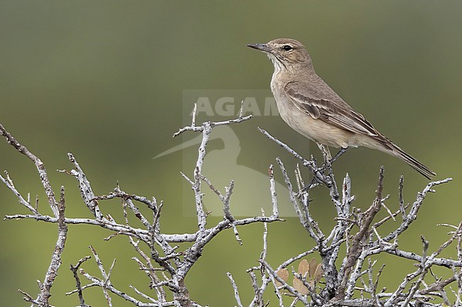 Lesser Shrike-Tyrant (Agriornis murinus) Perched on top of a dry bush in Argentina stock-image by Agami/Dubi Shapiro,