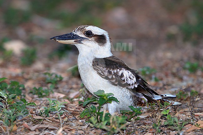 Laughing Kookaburra, Dacelo novaeguineae, at  Rockhampton Botanic Gardens - Queensland - Australia stock-image by Agami/Aurélien Audevard,