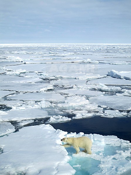 IJsbeer lopend op het pakijs; Polar Bear walking on the pack ice stock-image by Agami/Marc Guyt,