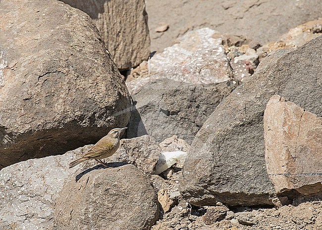 African Rock Pipit (Anthus crenatus) in South Africa. stock-image by Agami/Pete Morris,