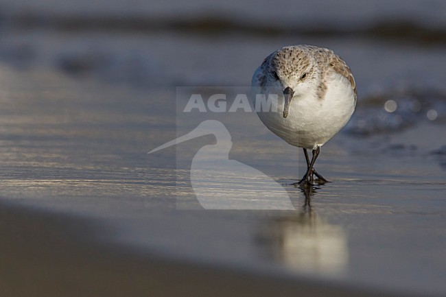 Drieteenstrandloper, Sanderling stock-image by Agami/Daniele Occhiato,