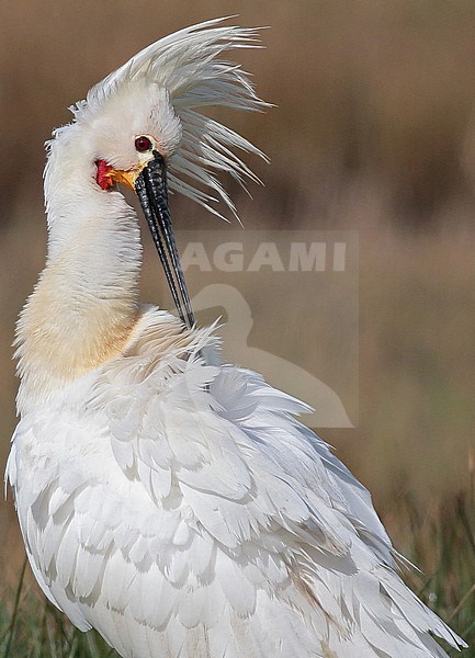 Eurasian Spoonbill, (Platalea leucorodia) maintaining it's feathers on a sunny spring day. stock-image by Agami/Renate Visscher,