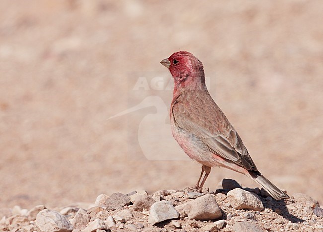 Volwassen mannetje SianÃ¯roodmus; Adult male Sinai Rosefinch stock-image by Agami/Markus Varesvuo,
