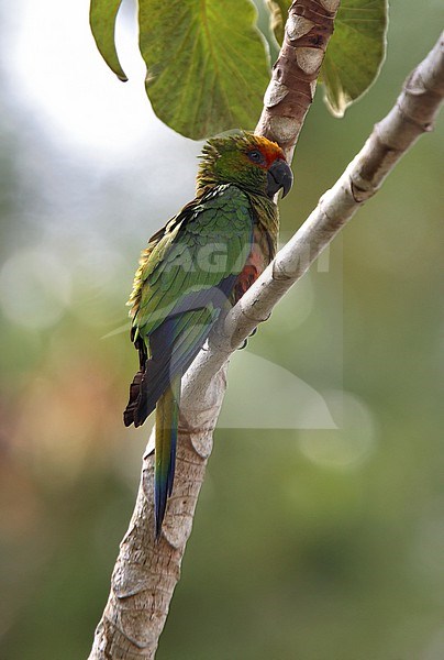 Golden-capped Parakeet (Aratinga auricapillus) in Brazil. stock-image by Agami/Andy & Gill Swash ,