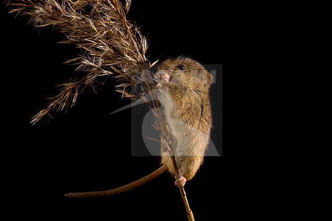 Dwergmuis in rietpluim; Harvest Mouse in reed stem stock-image by Agami/Theo Douma,