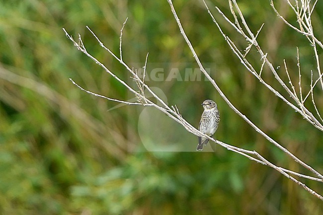 Dark-sided Flycatcher (Muscicapa sibirica) during autumn migration in Mongolia. stock-image by Agami/Dani Lopez-Velasco,