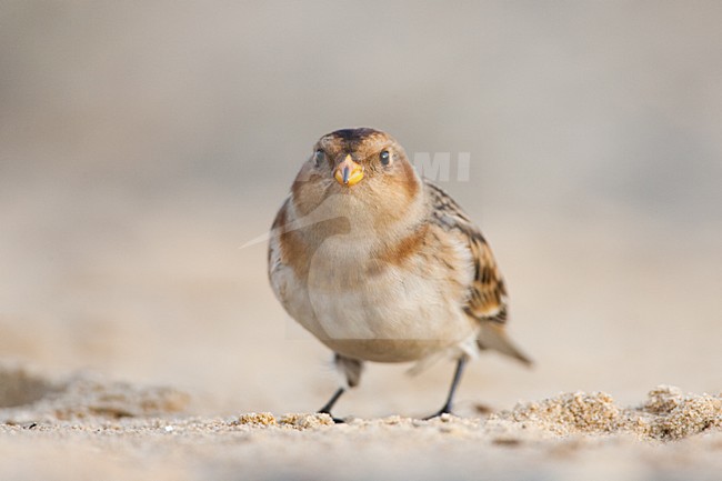 Sneeuwgors in winterkleed in Nederland, Snow Bunting in winterplumage in the Netherlands stock-image by Agami/Menno van Duijn,