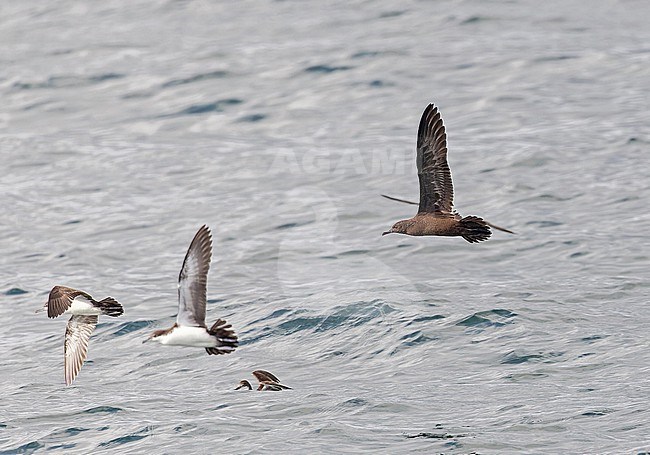 Christmas Shearwater, Puffinus nativitatis, at sea off the Galapagos Islands, part of the Republic of Ecuador. stock-image by Agami/Pete Morris,