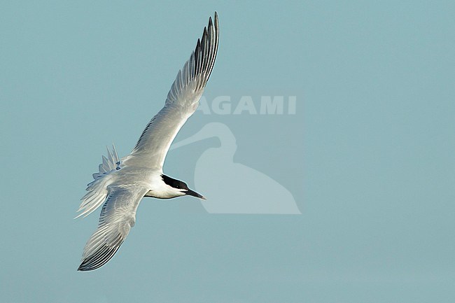 Adult Cabot's Tern (Thalasseus acuflavidus) in flight against a blue sky as background in Galveston County, Texas, USA. stock-image by Agami/Brian E Small,