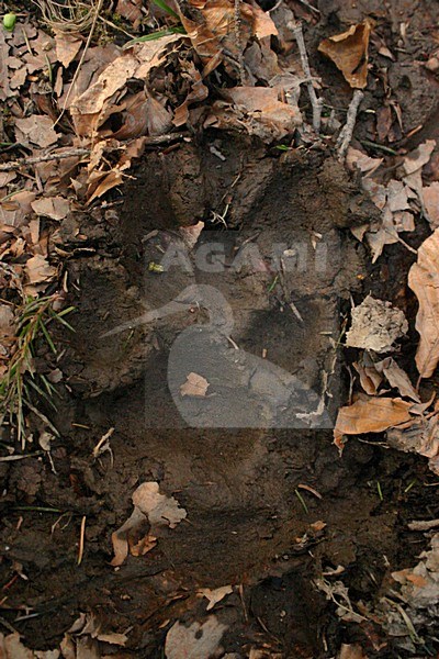 OPotafdruk van een Europese Lynx; Track of a European Lynx stock-image by Agami/Menno van Duijn,
